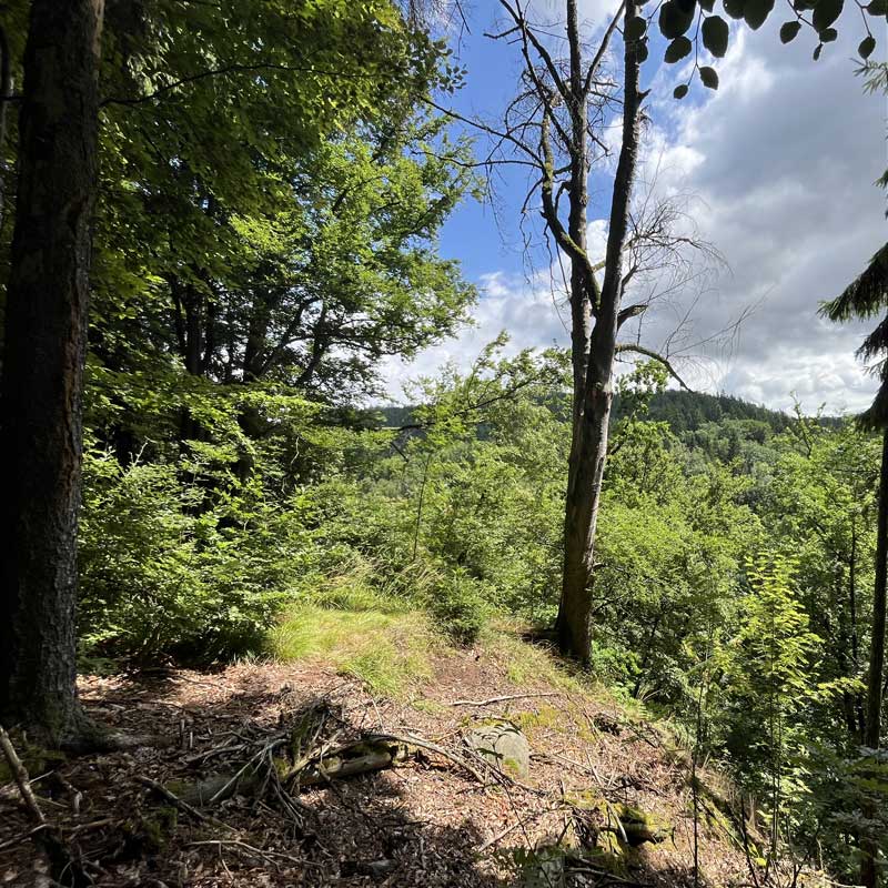 Waldrand im Erzgebirge mit Blick in die Landschaft